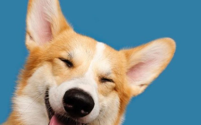 A Journey of Love, Loyalty, and Companionship