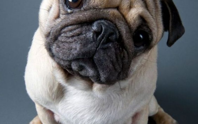 Why Pugs Make Great Family Pets